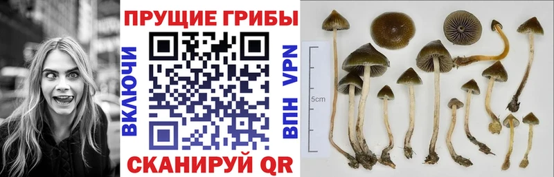 Псилоцибиновые грибы Psilocybine cubensis shop наркотические препараты Улан-Удэ
